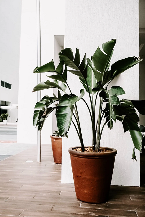 Indoor-Plants-Including-Lavender-and-Eucalyptus-to-make-your-house-smell-good