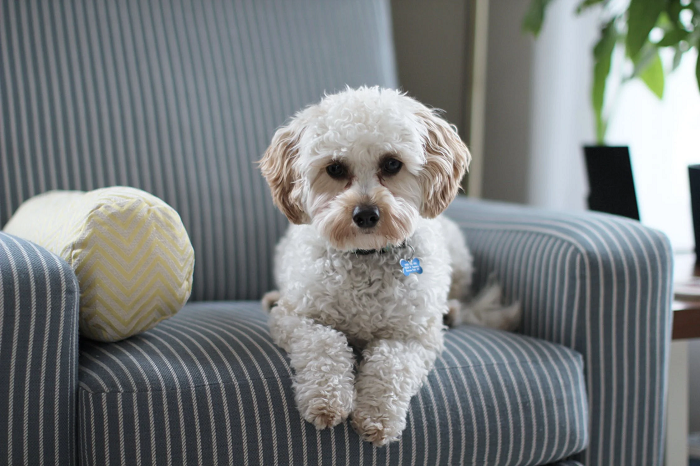 how-to-eliminate-pet-order-in-your-home-dog-setting-on-couch