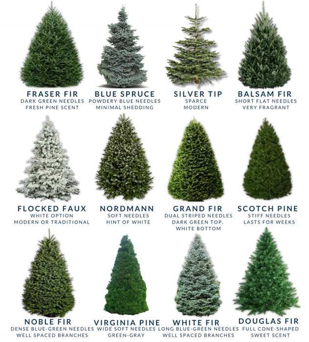 Different-types-of-Christmas-trees
