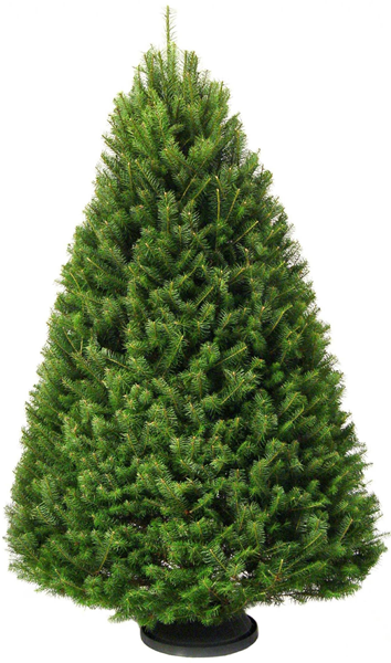 Fir-Real-pine-Christmas-Tree