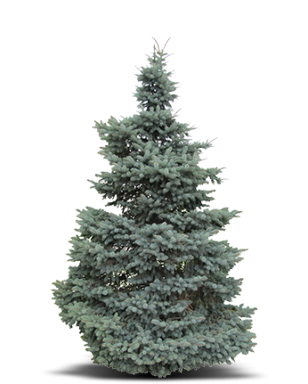 spruce-real-pine-Christmas-Tree